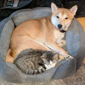 Pet-sitter / auxiliaire vétérinaire 