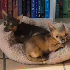 Recherche pet-sitter de confiance