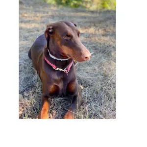 Posizione per Dogwalker a Milano