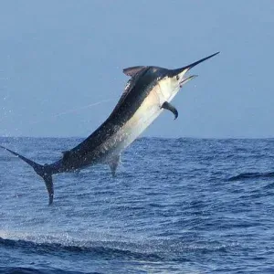 Limpezas para contratar