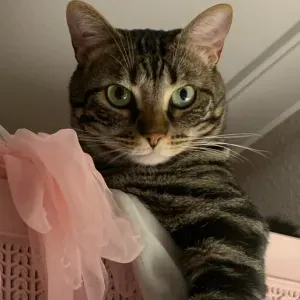 Busco cuidador para mi gato