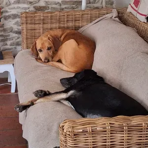 Ai 2 chiens très craintifs, jardin clôturé à la campagne.