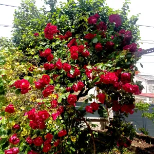 Cuidadora em moimenta da beira 