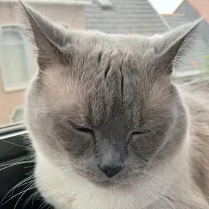 Garde chat