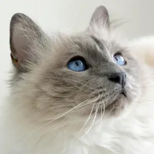 Cuidar a niños, bebes  actividades diversion y aprendizaje