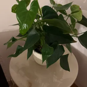 Je recherche un femme ménage 