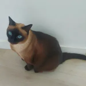 À procura de um cuidador de animais