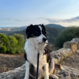 Charlotita, Border Collie