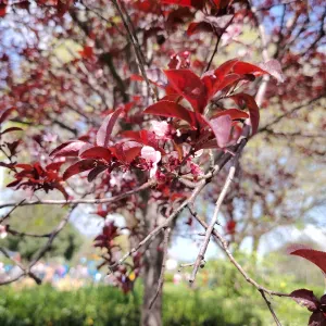 Cerco una baby sitter