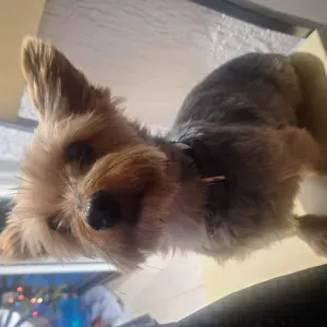 Bonjour, pet-sitter à Frontignan.