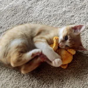 À procura de petsitter para meu gato