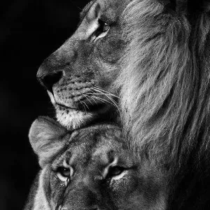 accompagnement pour des démarches administratives