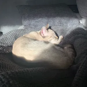 Pet Sitter à Vitrolles et alentours 