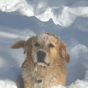 Pet sitting Chiavari lavagna e zone dimitrofe
