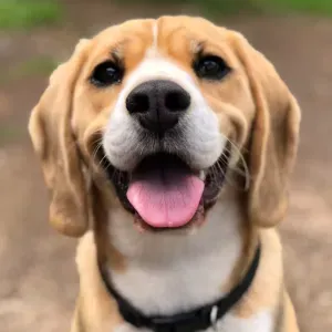 Le meilleur ami tout doux tout mimi 