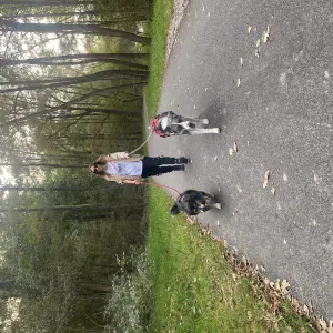 Dog sitter a Bergamo con attestato