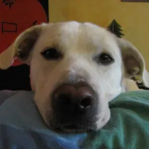 Cerco un petsitter vicino a me