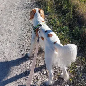 Pet sitting - pet walking, em casa do proprietário. 