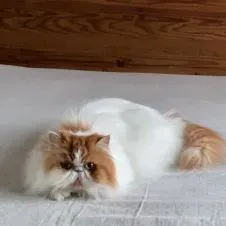 Garde d'animaux à domicile, promenades et visites.