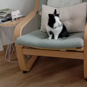 Suche jemanden Für meinen Kaninchen zu füttern