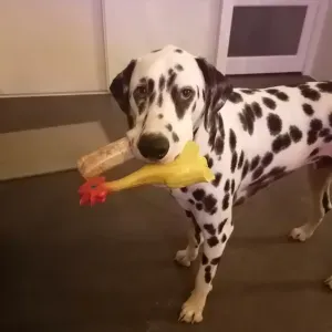 Emploi de Petsitter Le Born