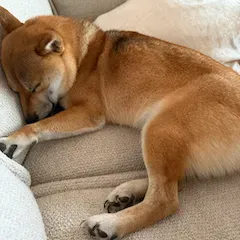 Need pet sitter for 4 days for small Shiba Inu