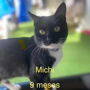 Busco cuidado de gatos en Calasparra