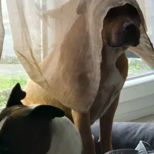 Pet sitting week-end dans un rayon de 15 km de cuillé
