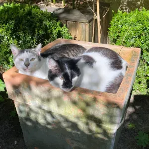 Je recherche une personne pour garder mes 2 chats