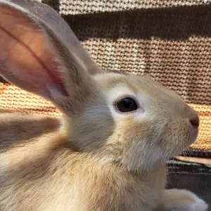 Reliable pet sitting for big, small, furry or scaled pets!