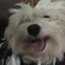 Garde de chien pendant mes vacances