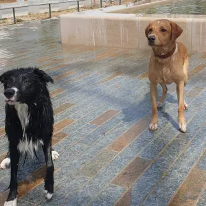 Pet-sitter creteil - paris - pantin et alentour 