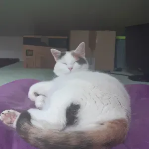 Garde des animaux