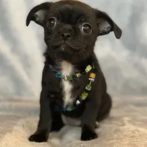 Cherche tatie pour chihuahua. Fiona. 