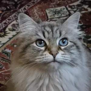 Offre d'emploi pour un(e) petsitter à Ermont