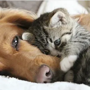 Pet-sitter
