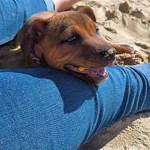 Emploi de Petsitter Locmaria-Plouzané