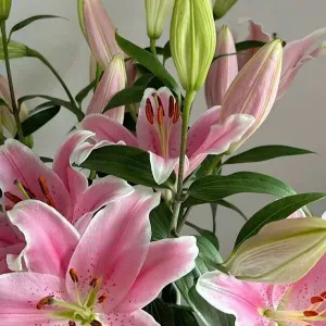 Recherche femme de ménage 