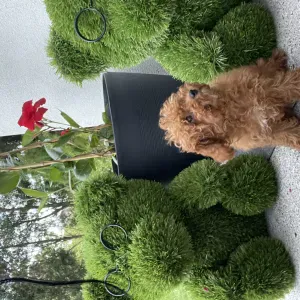 Enseignante en primaire kingersheim 