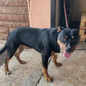 A la recherche de petsitter 