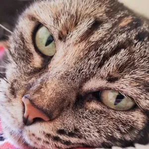 Offerta di lavoro per addetto alla pulizia a Rho