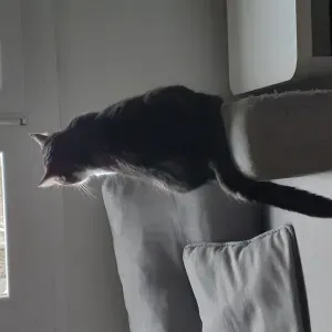 Employée de maison,  23 ans d'expérience 