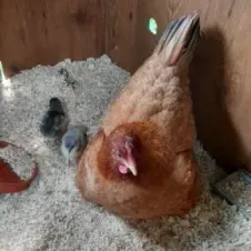 Nourrir chien, chats, poules et moutons