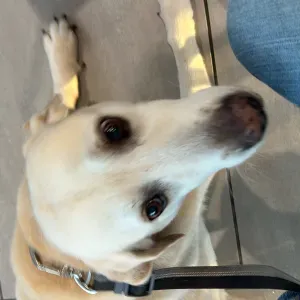 Je recherche un pet sitter 