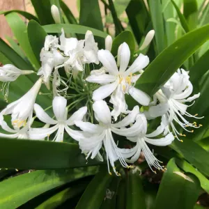 Poste de femme de ménage à Bellevigne-en-Layon