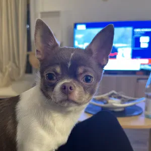 À la recherche d'une pet sitter 