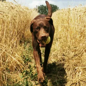Promenade occasionnelle