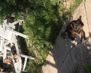 Visite à domicile pour 2 chats