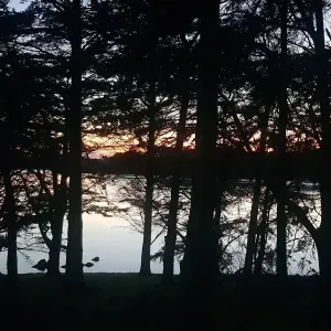 Pet-Sitter disponible à Quimper ! 