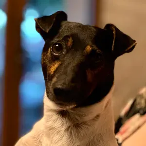 Pet-sitter tout animaux à Montpellier